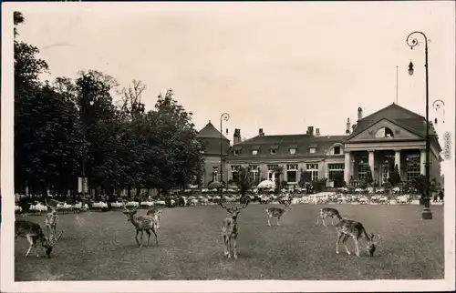 Ansichtskarte Kirchrode-Hannover Tiergarten mit junge Hirsche und Rehe 1930