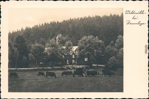 Ansichtskarte Braunlage Waldmühle mit Rinder auf der Weide 1934