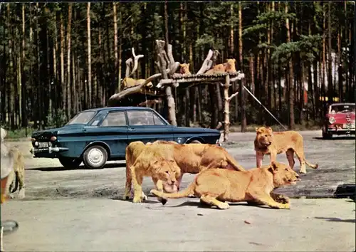 Schloß Holte-Stukenbrock Hollywood Safaripark Stukenbrock - Löwen Autos 1971