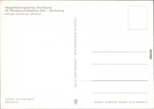 Moritzburg Hengstleistungsschau: Haflinger Zuchthengst "Wildfang" 1982