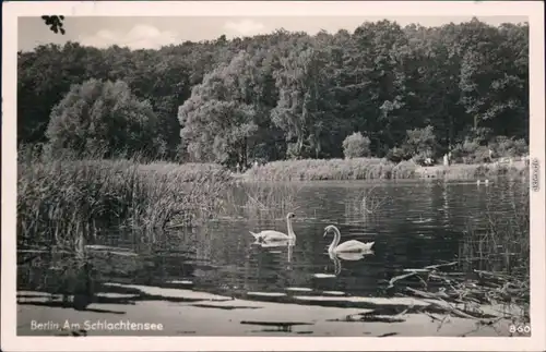 Ansichtskarte Berlin Schlachtensee mit Schwäne 1955