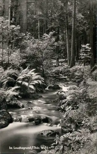 Ansichtskarte Tabarz/Thüringer Wald Partie im Lauchagrund 1966 