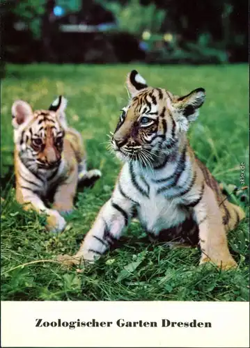 Ansichtskarte Dresden Zoologischer Garten - Junge Bengaltiger 1981
