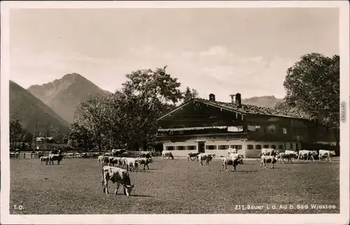 Ansichtskarte Bad Wiessee Bauernhaus mit Rinder auf der Koppel 1938