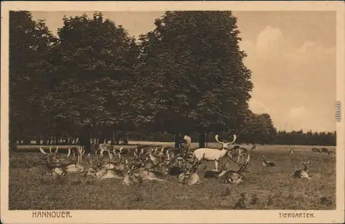 Ansichtskarte Hannover Tiergarten mit Hirschen 1922