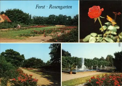 Ansichtskarte Forst (Lausitz) Baršć Rosengarten 1988