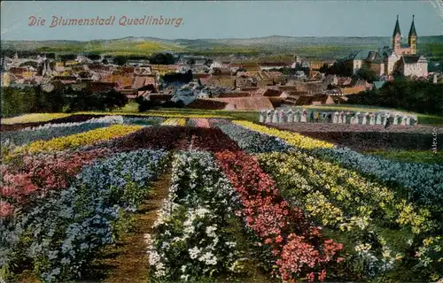Ansichtskarte Quedlinburg Blumenfelder an der Stadt 1915 