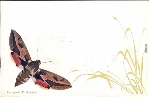 Ansichtskarte  Künstlerkarte Deilephila Euphorbiae 1906 