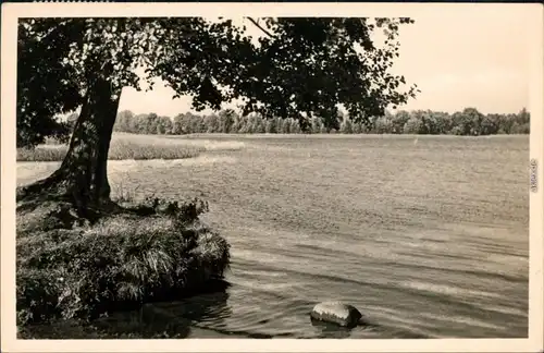 Ansichtskarte Kolberg (Heidesee) Wolziger See - Uferbereich 1960