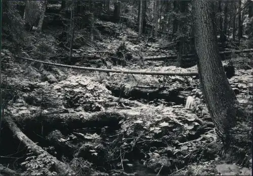 Ansichtskarte Rehberg Srní na Sumava Berg Boubin - Waldpartie 1973