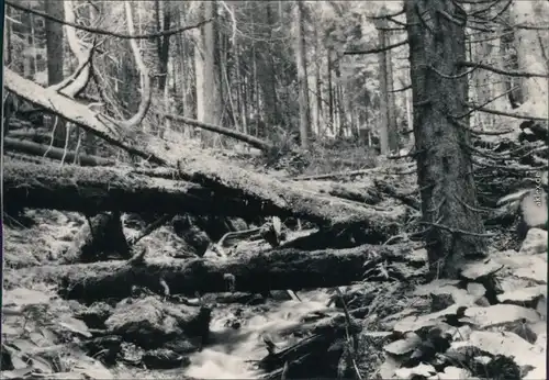 Ansichtskarte Rehberg Srní na Sumava Berg Boubin - Waldpartie 1973