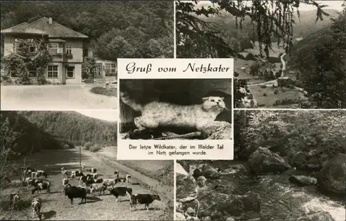 Ansichtskarte Ilfeld-Harztor Netzkater i. Harz 1970