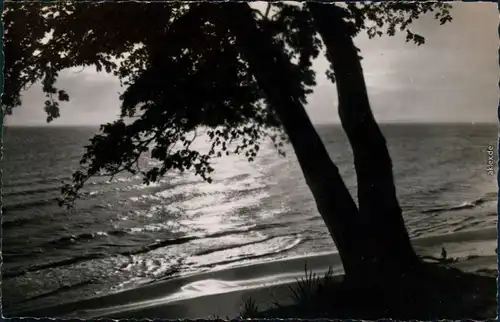 Mecklenburg Vorpommern-Schwerin Gruß von der Ostsee: Baum, Strand, Ostsee 1959