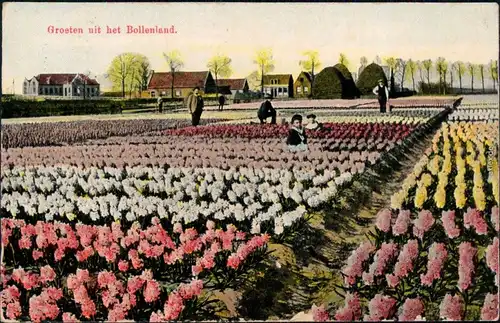 Ansichtskarte Rotterdam Rotterdam Bollenland - Tulpenbeete 1912 