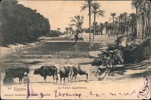 Ansichtskarte Ägypten (allgemein) La Ferme egytienne 1904 