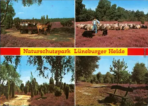 _Niedersachsen allgemein Felder, Wiesen, Schafe, Kutsche, Landschaft 1998