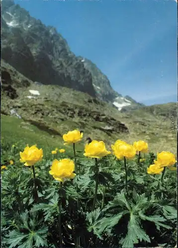 Slowakei Tatranský Národný Park/Tatra-Nationalpark - Blumen 1990