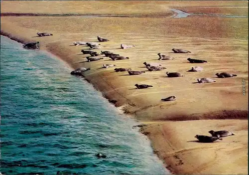 Ansichtskarte Niebüll Seehunde auf der Sandbank 1996