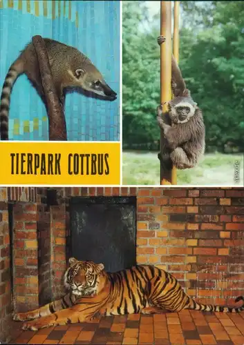 Cottbus Choćebuz Tierpark - Nasenbär, Silbergibbon, Sumatratiger 1986