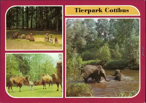 Cottbus Choćebuz Tierpark Asiatische Elefanten Beim Baden in der Spree 1986