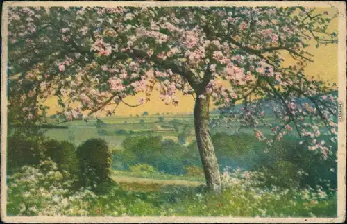 Ansichtskarte  Frühling - Kirschblüte - Gemälde 1929