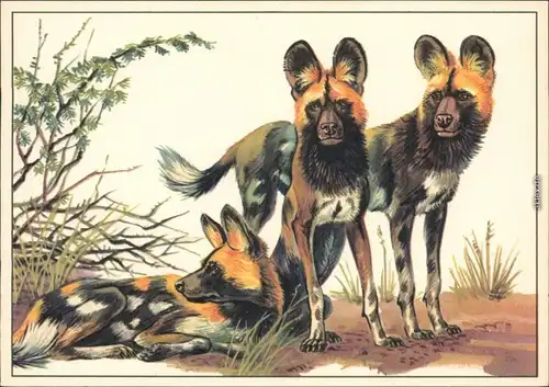 Ansichtskarte  Zeichnung: Hyänenhund 1975