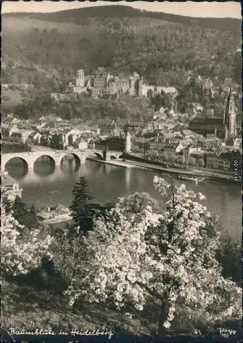 Heidelberg Panorama-Ansicht: Brücke, Schloss, Kirche, Baumblüte 1954