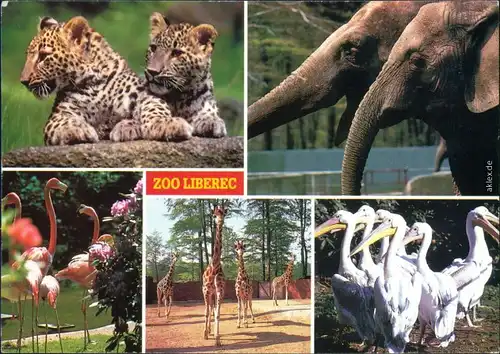 Reichenberg Liberec Tierpark / Zoo - Panthera Plamingo, Giraffe, Pelikan 1992