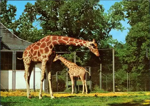 Ansichtskarte Dresden Zoologischer Garten - Netzgiraffe 1975