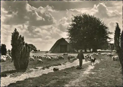 Ansichtskarte Wilsede-Bispingen Alter Schafstall, Mann mit Schafe 1960