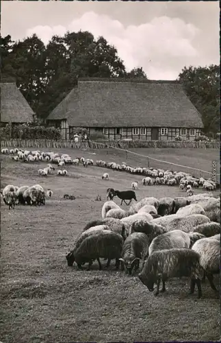 Ansichtskarte Wilsede-Bispingen Bauernhof 1960