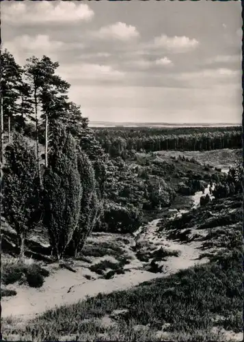 Ansichtskarte _Niedersachsen allgemein Lüneburger Heide - im Totengrund 1960