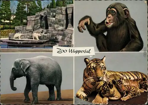 Ansichtskarte Elberfeld-Wuppertal Zoologischer Garten 1961