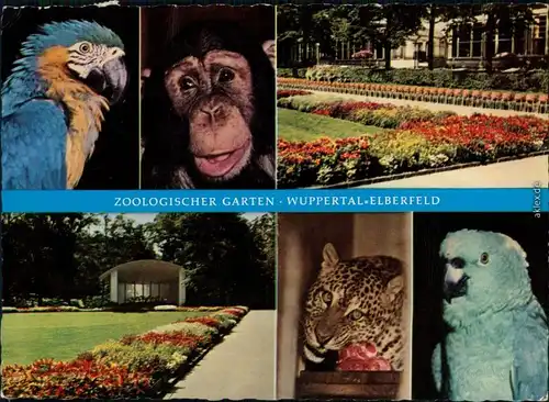 Ansichtskarte Elberfeld-Wuppertal Zoologischer Garten 1960