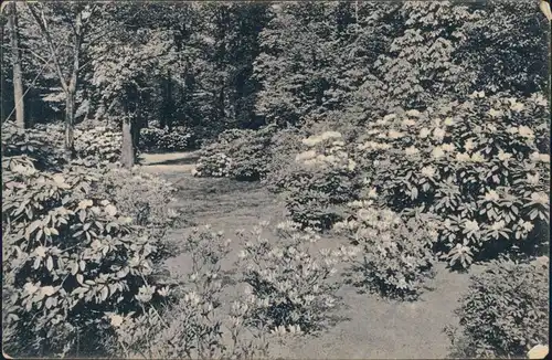 Ansichtskarte Dresden Großer Garten Rhododendronhain - Blütezeit 1912 