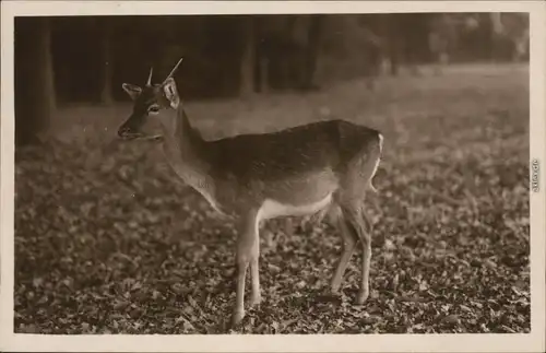 Ansichtskarte Kirchrode-Bemerode-Wülferode-Hannover Rehkitz Tierpark 1935 