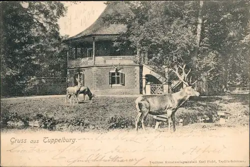 Ansichtskarte Eichwald (Erzgebirge) Dubí Hirsche vor der Tuppelburg 1906 
