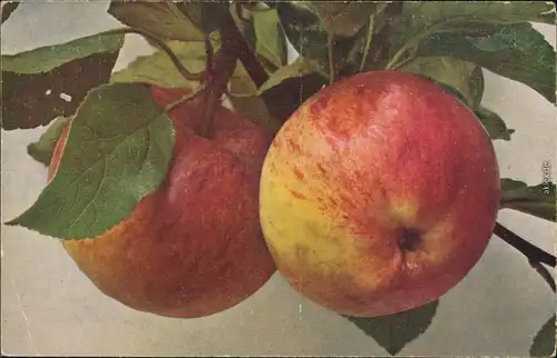 Ansichtskarte  Apfel (Königl. Kurzstil, Pirus Malus Apple Pomme Obst
1920