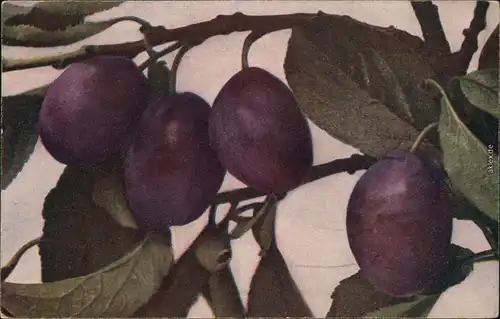 Großblättrige Haus-Zwetschke - Prunus Do,estca Prune Plum OBST 1920