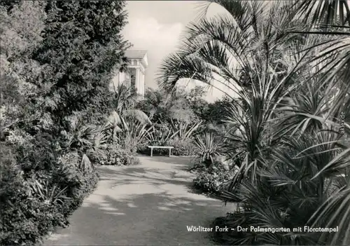 Wörlitz-Oranienbaum-Wörlitz Wörlitzer Park - der Palmengarten mit  c 1972