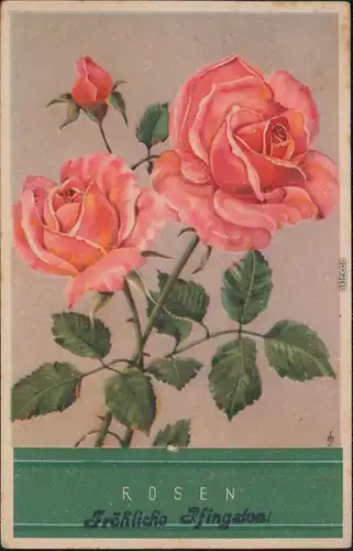 Ansichtskarte  Glückwunsch: Pfingsten - Rosen 1925