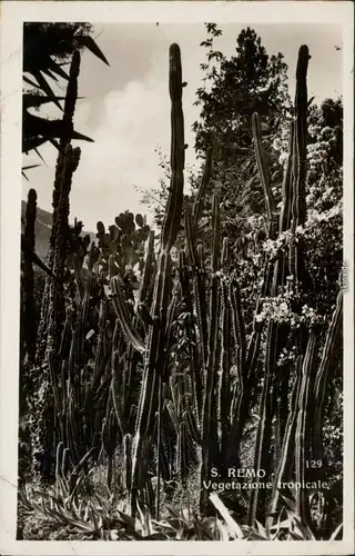 Ansichtskarte San Remo Sanremo Tropische Vegitation 1932