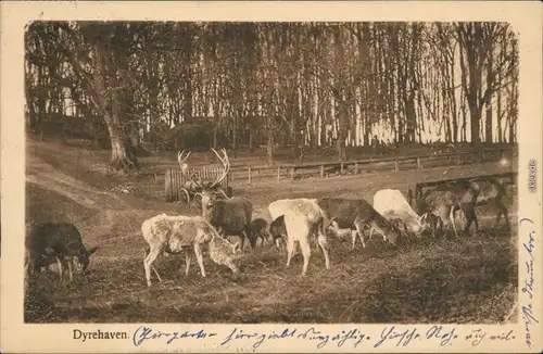 Ansichtskarte Klampenborg Wilgehege: Hirsch und Rehe Dyrehaven 1912 