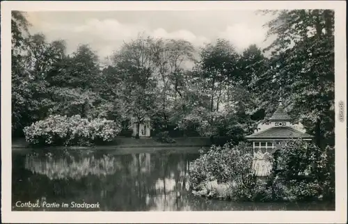 Ansichtskarte Cottbus Choćebuz Partie im Stadtpark 1952 