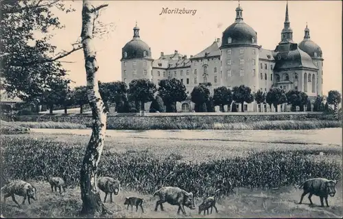 Ansichtskarte Moritzburg Wildschweine vor der Moritzburg 1925 