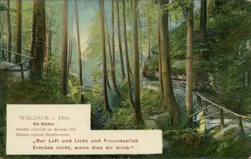 Ansichtskarte Waldeck (Thüringen)- Waldwege - Die Buchen 1913 