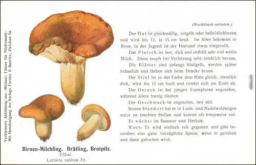 Ansichtskarte  Pilze - Birnen-Milchling. Brätling, Brotpilz 1914