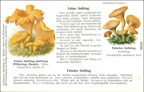 Ansichtskarte  Pilze Gelbling 1914