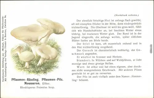 Ansichtskarte  Pilze - Pflaumen - Rässling 1914