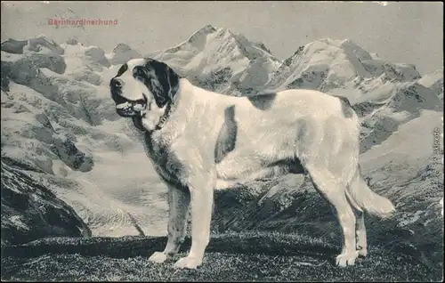 Ansichtskarte  Bernhardinerhund Alpeb Schweiz Suisse 1910